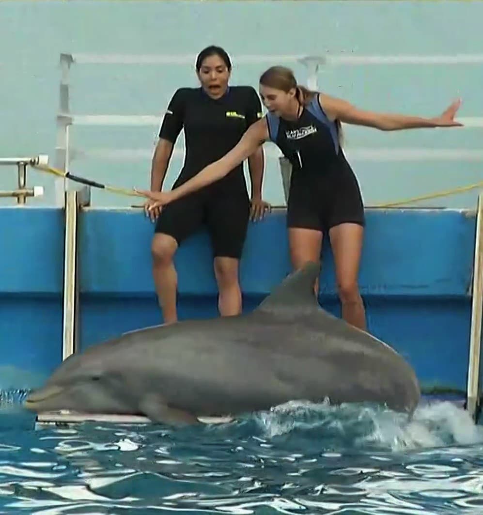 Nuestra presentadora se mostró con miedo en el primer acercamiento con el mamífero, sin embargo, al instante comprendió la pasividad del delfin.