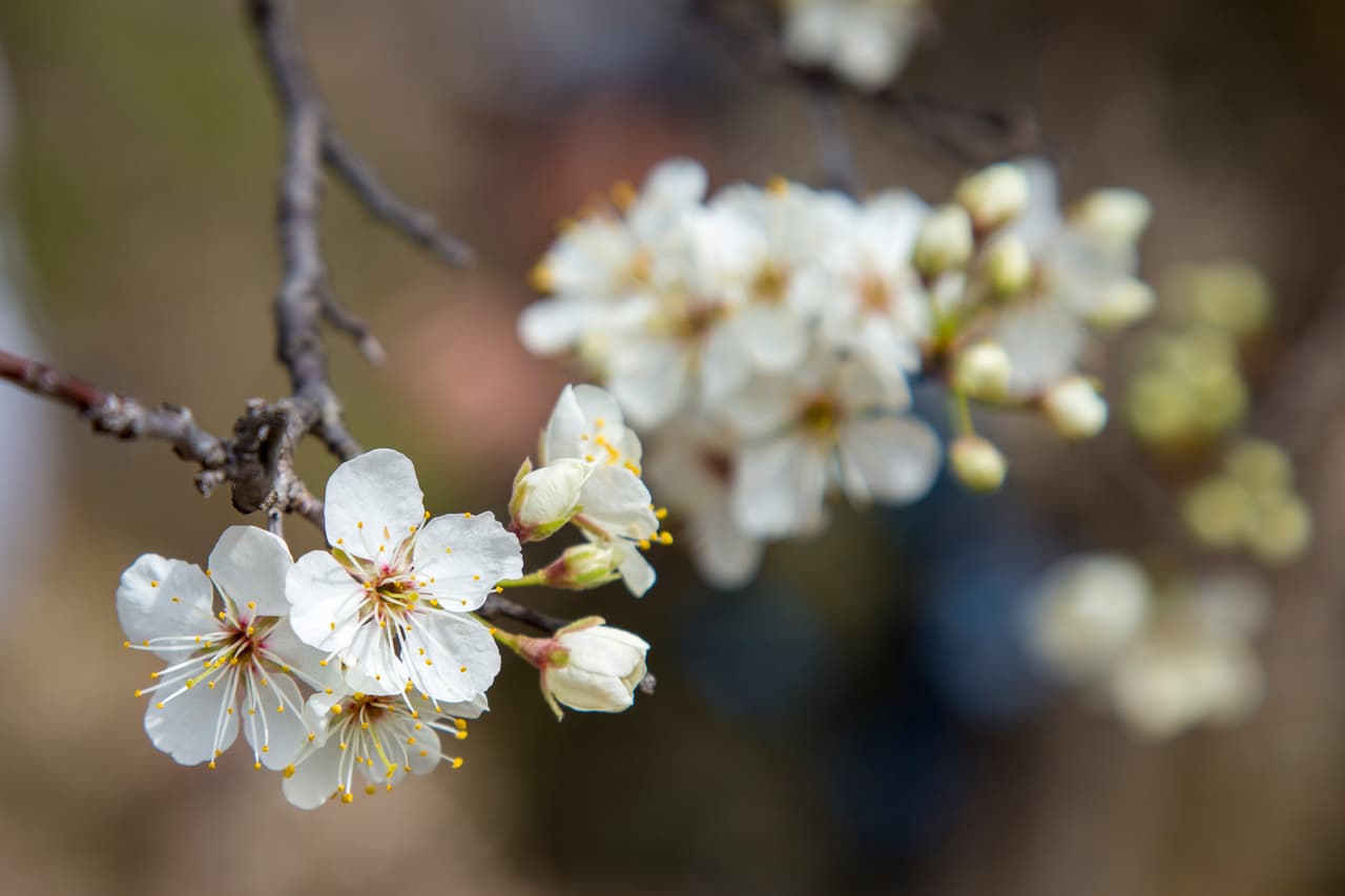 Flores del árbol ornamental de pera, muy común en los senderos del parque.