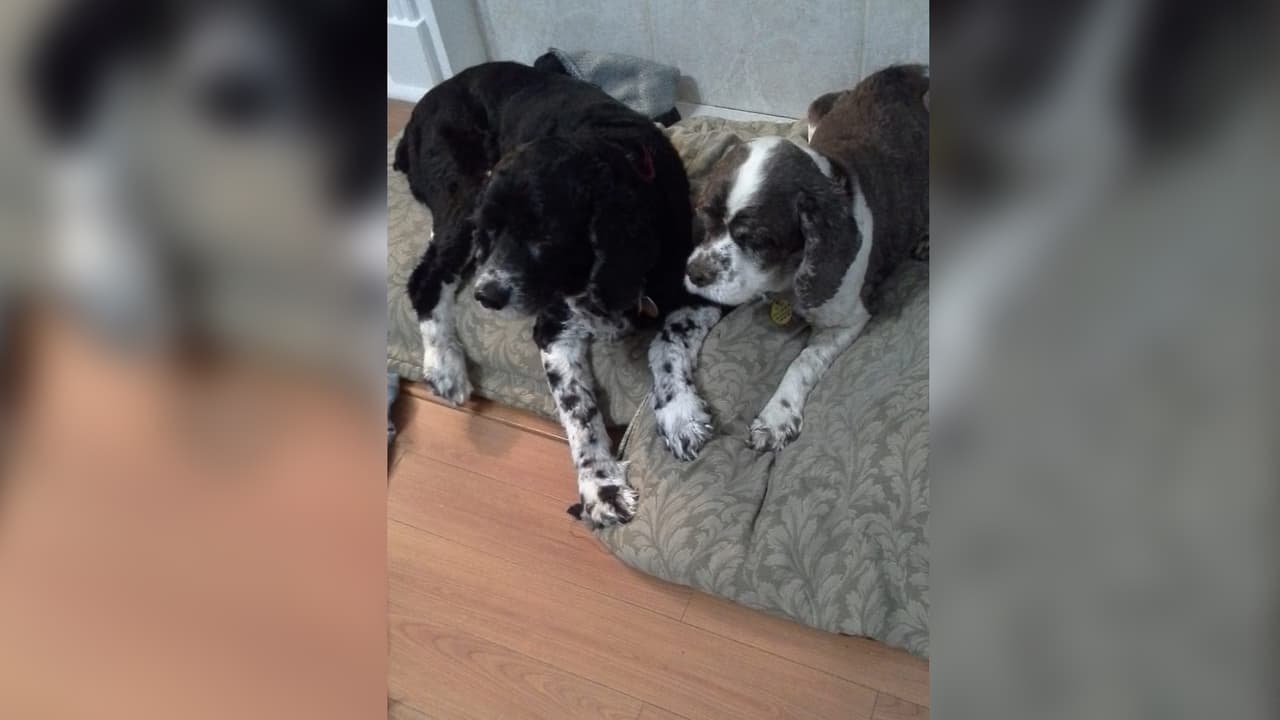 "Mis nenes, orgullosa madre de tres peluditos". Linda Villamar