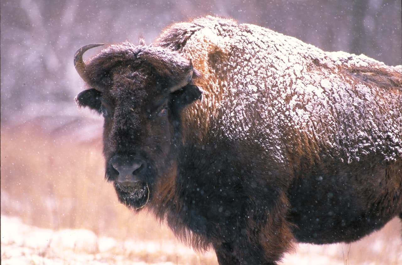 Ubicado en las afueras de Peoria, Illinois, el parque zoológico Wildlife Prairie de 1,800 acres alberga 60 especies diferentes y más de 180 animales que son o fueron todos nativos de la zona. ¡Nuestros huéspedes vienen a aprender y ver lobos, bisontes, aves acuáticas, osos negros, alces, nutrias, tejones, serpientes, linces y más!
