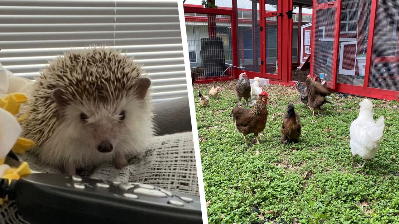 Conoce una escuela que cuenta con gallinas y hasta serpientes en Texas