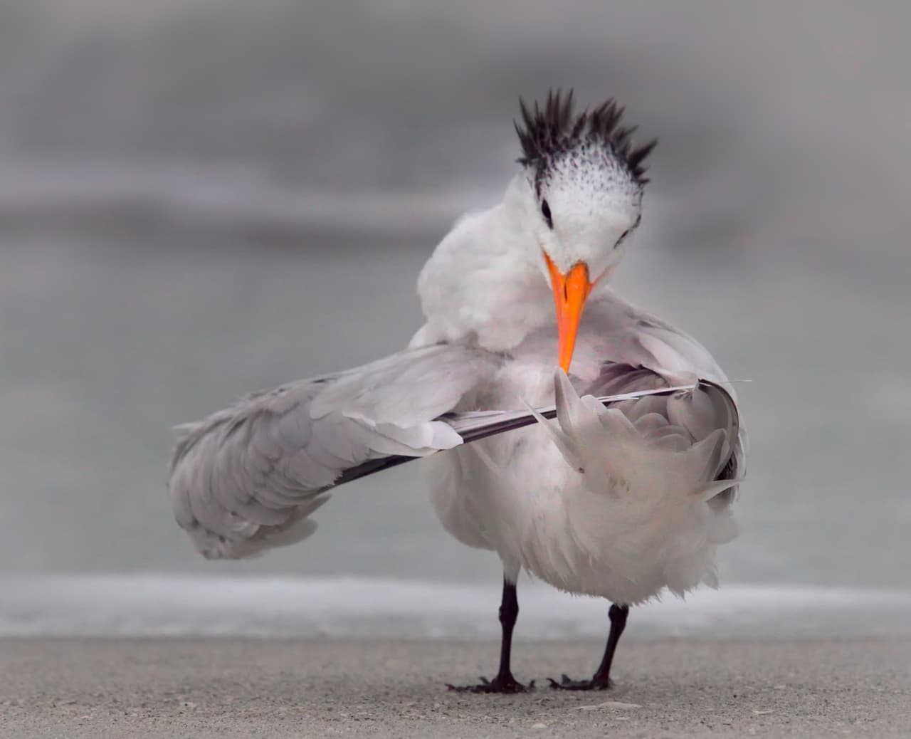 <b>Afinando sus alas.</b> Esta gaviota, fotografiada en Florida, mueve sus alas como si estuviera tocando un violín. El concurso también tiene un premio del público, donde todos los que deseen pueden votar por su imagen favorita.