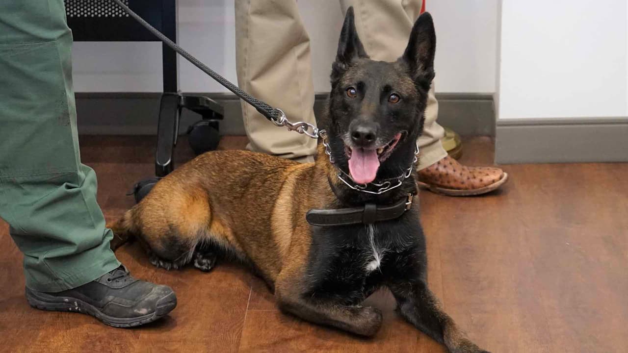 Realizan ceremonia de retiro para las unidades caninas Rudy y Kaja del Sheriff de Fort Bend