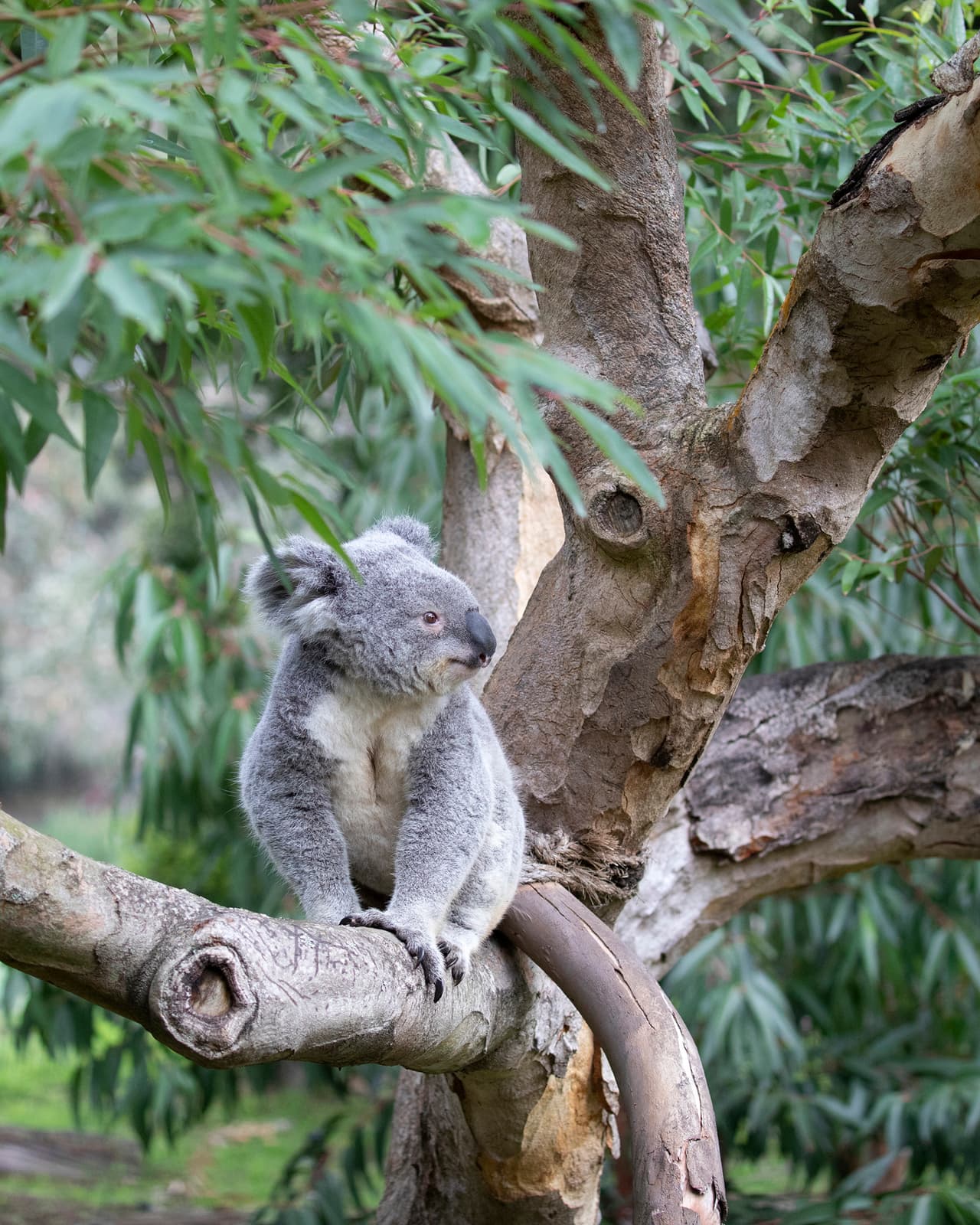 "Este es un momento crítico en el que todos debemos unirnos y esperamos que este concurso anime a las personas a ayudar", dijo a través de un comunicado Tanya Peterson, CEO y directora ejecutiva de la Sociedad Zoológica de San Francisco.
