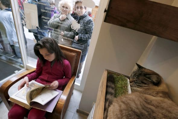 También puedes llevar a tu gatito y recostarlo en un cómodo lugar durante tu estancia en la cafetería.