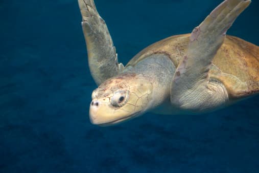 Este verano, más de 14,000 crías fueron enviadas silenciosamente al mar. Las liberaciones públicas se cancelaron debido a la pandemia de coronavirus.
