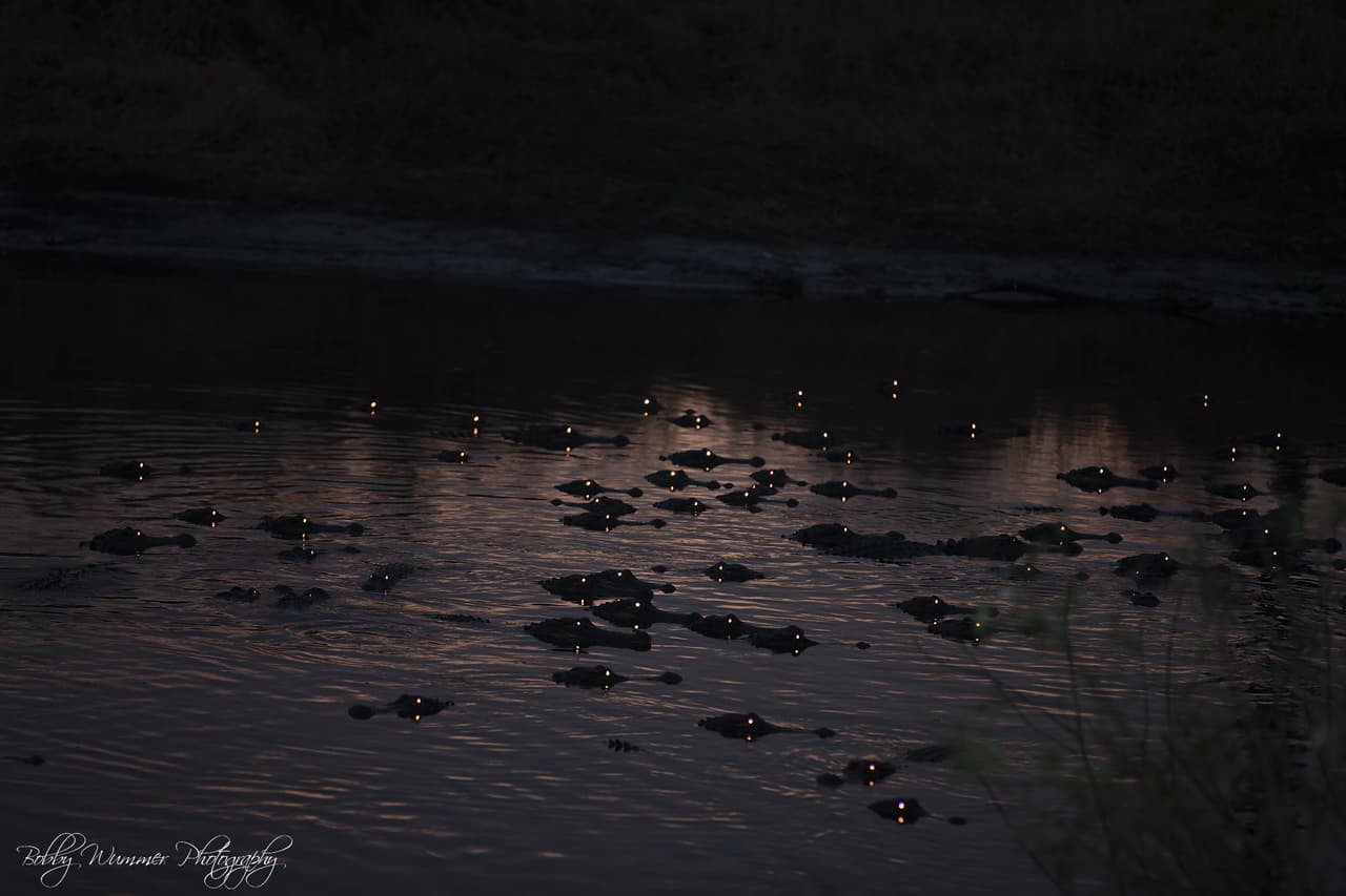La Reserva Nacional Big Cypress en Florida tiene más de 729,000 acres de pantanos de agua dulce preservados, que bordean los Everglades al noroeste. Además de los caimanes, Big Cypress es el hogar de la pantera de Florida, que está en peligro de extinción.