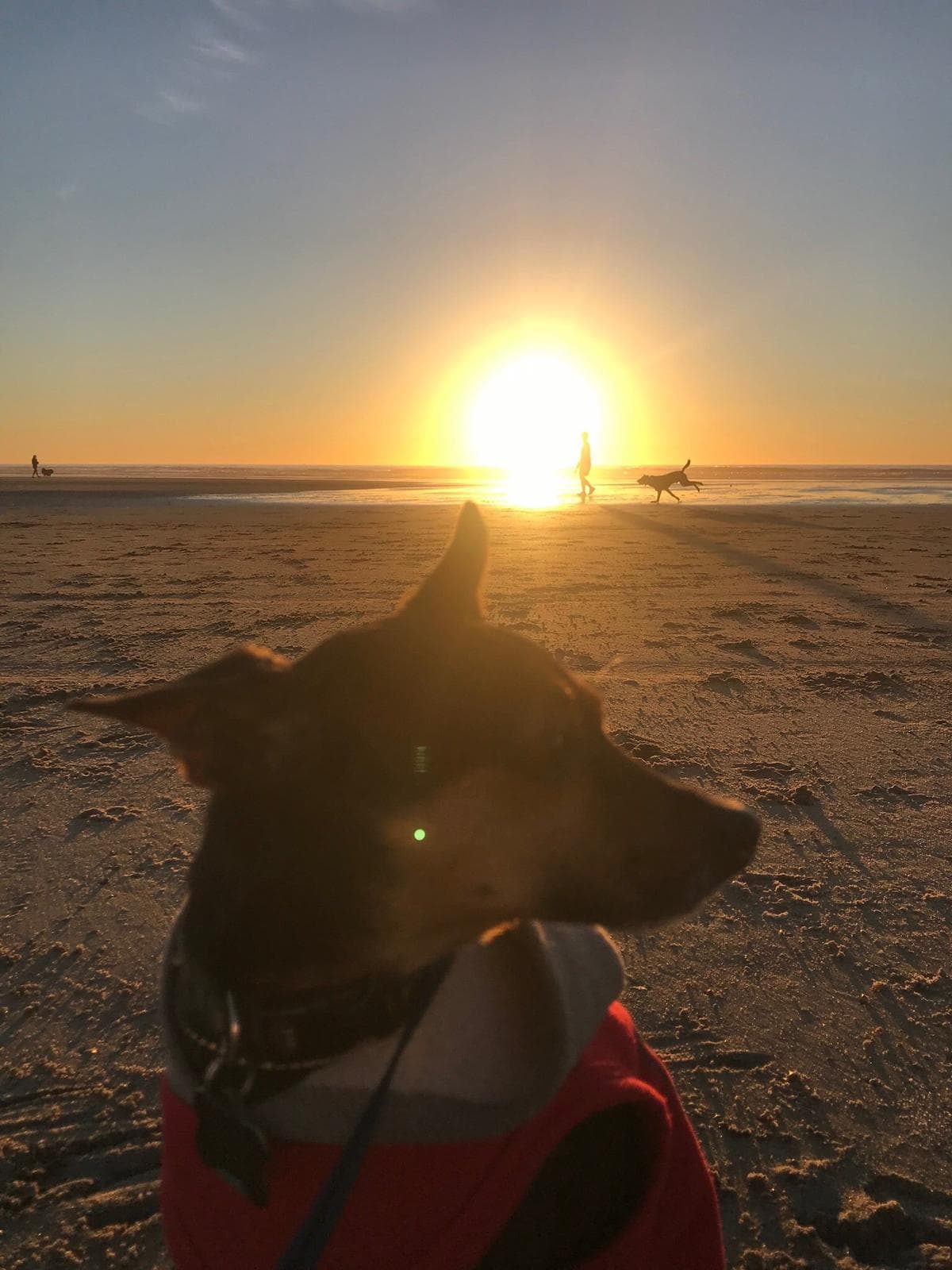 Liliana Castaño nos comenta que celebrará este día de la madre perruna junto al “hijo menor de la casa” su perro Shiloh.