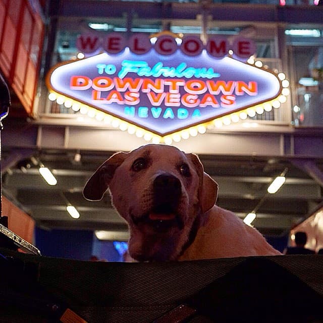 Él pasó por Las Vegas, pero no se pudo quedar. Tenía que seguir con su viaje.