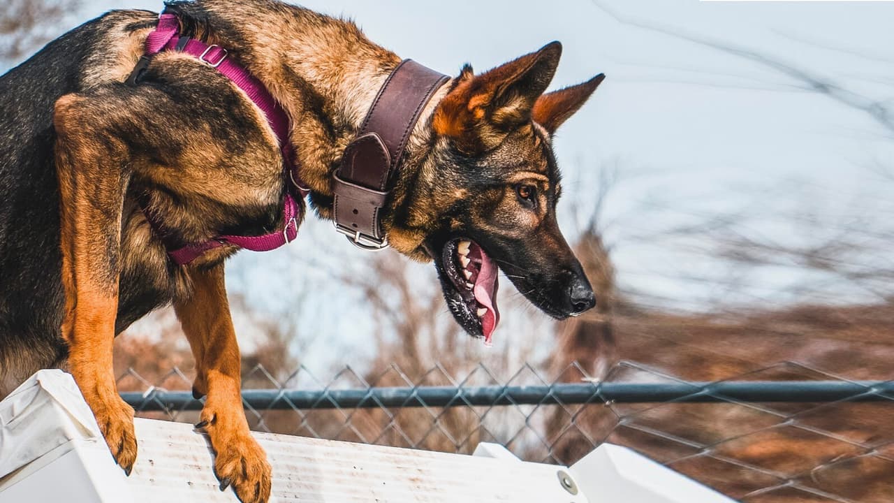 Esta puede ser el arma secreta para acabar con la mosca linterna en Pensilvania