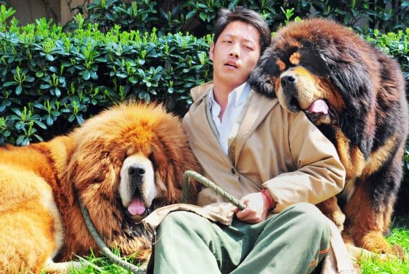 Un excéntrico millonario chino pagó $1.9 millones de dólares por uno de estos cachorros de Dogo tibetano, el pequeño tiene sólo un año de edad y pertenece a una raza que en los últimos años a cobrado gran popularidad entre los hombres más ricos del país asiático. Este cachorro de pelo rojizo que pesa 198 libras y mide más de 30 pulgadas
