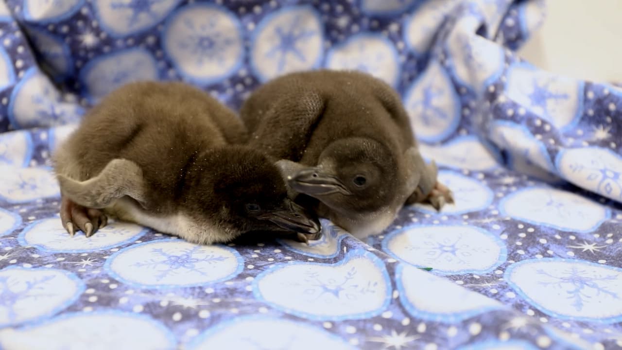 Texas tiene dos nuevos residentes y son muy particulares: pingüinos macaroni.