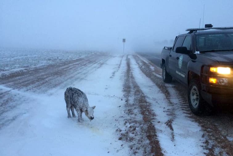 Más de 35 mil de vacas mueren en Texas y Nuevo Mexico tras tormenta invernal
