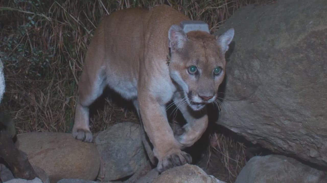 Con la construcción de un puente de vida silvestre en California se pretende salvar la vida de cientos de animales