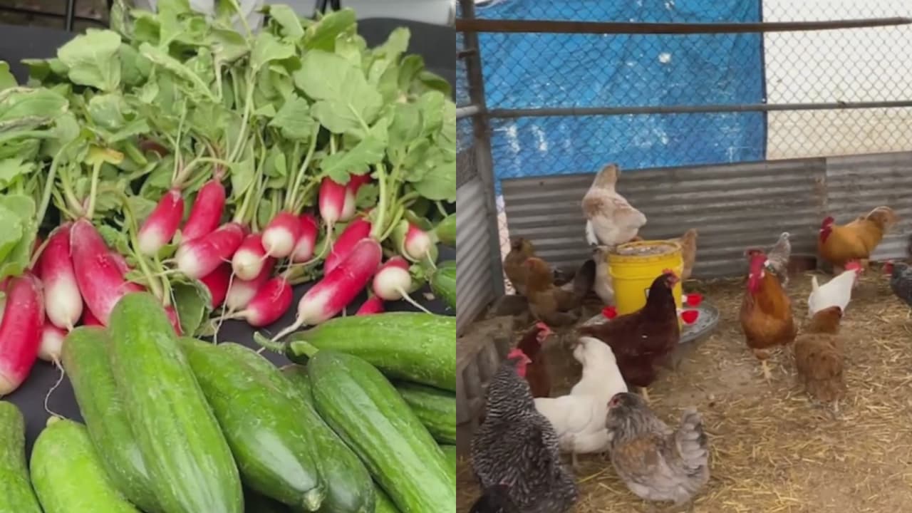 De la escuela a la casa: estudiantes de Los Ángeles aprenden a cultivar y criar sus alimentos