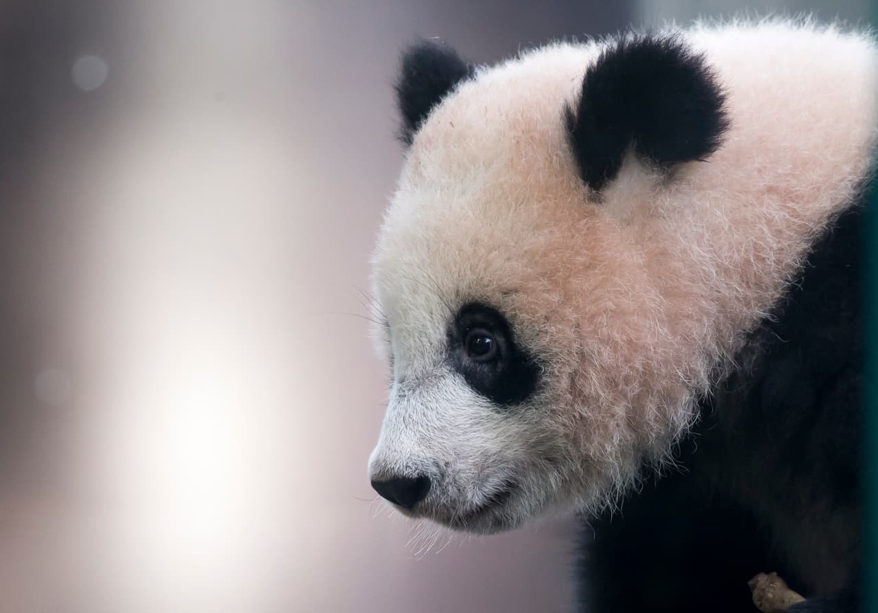 Los conservacionistas han explorado diversas alternativas para lograr sacar esta especie adelante. Hasta se les ha dado la pastilla de estimulación sexual masculina Viagra pero esto fue un total fracaso. También, en 2006, antes de que la reproducción artificial se implementara como método estándar, en un zoo de Tailandia se les mostró a una pareja de pandas videos de otros panda en pleno acto sexual, lo que equivaldría a ‘pornografía de pandas’ con intenciones instruccionales e inspiracionales.