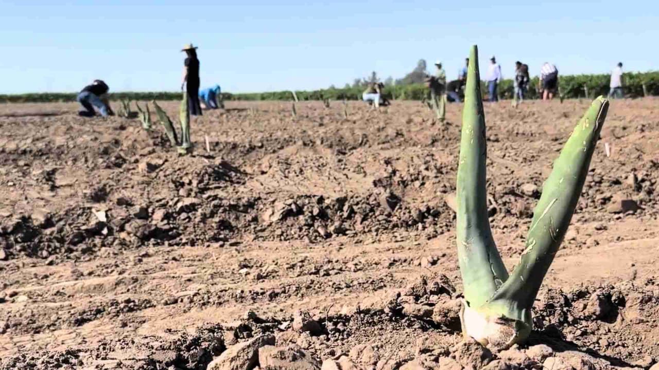 Agricultores se interesan en el agave como alternativa para sembrar en la sequía de California