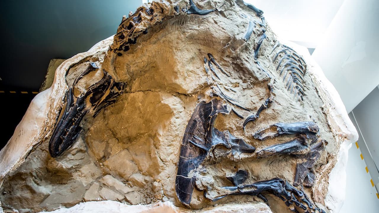 El único esqueleto completo de un T-Rex será exhibido en un museo de Carolina del Norte