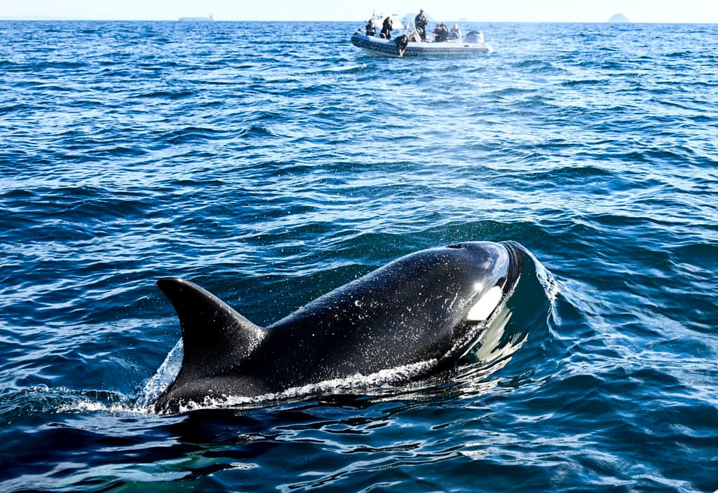 Pero en Point Loma, a seis millas de distancia,
<b><a href="https://www.univision.com/local/los-angeles-kmex/seaworld-san-diego-anuncia-que-una-ballena-orca-fue-sacrificada-por-problemas-de-salud" target="_blank">las orcas</a></b> son las que se roban el show este 2024.