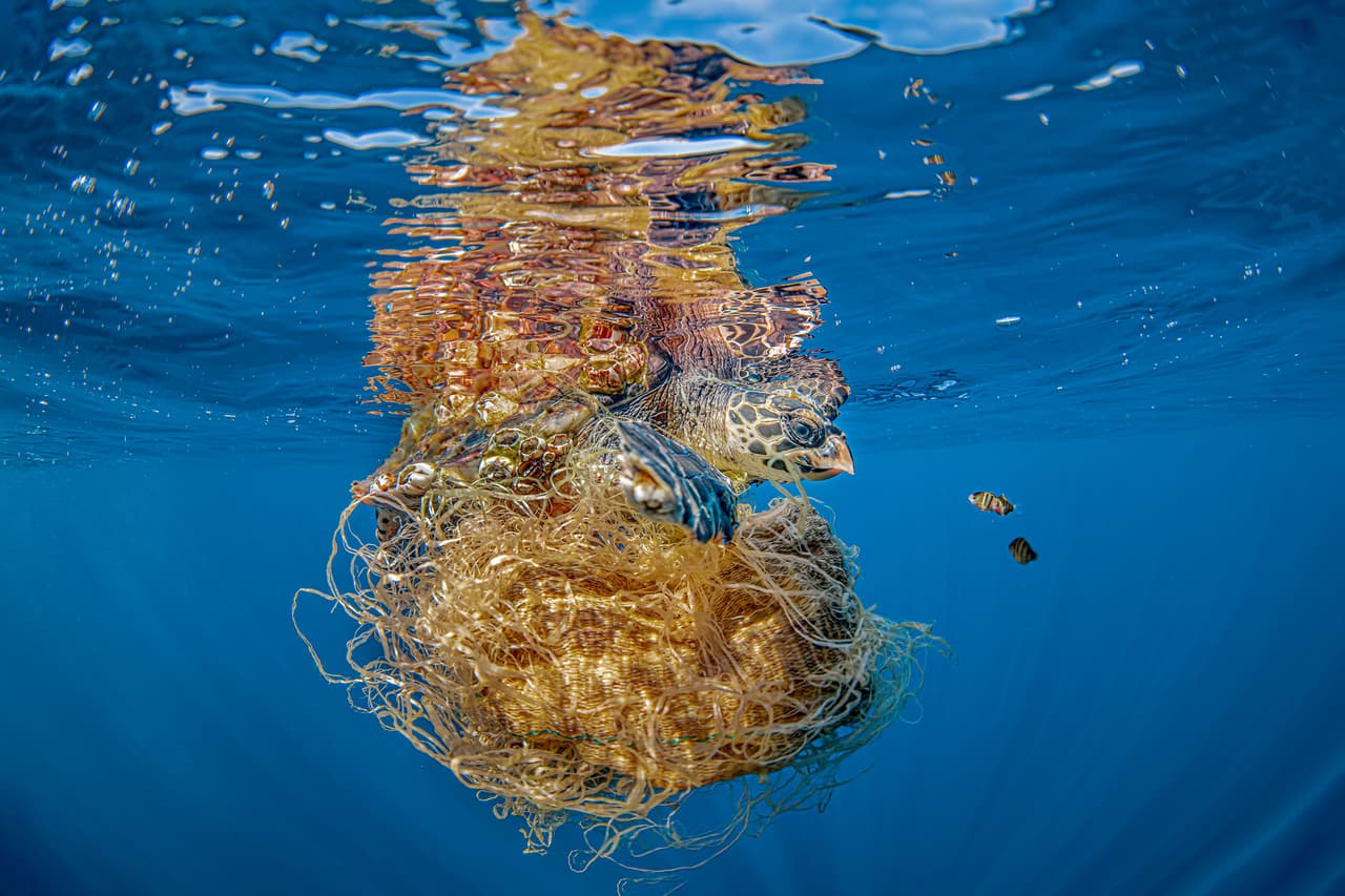 <b>‘Reflejos mortales con final feliz’</b>
<br>
<br>Esta foto de una tortuga atrapada en un tejido se destacó en la categoría ‘salvemos nuestros mares’.
<br>