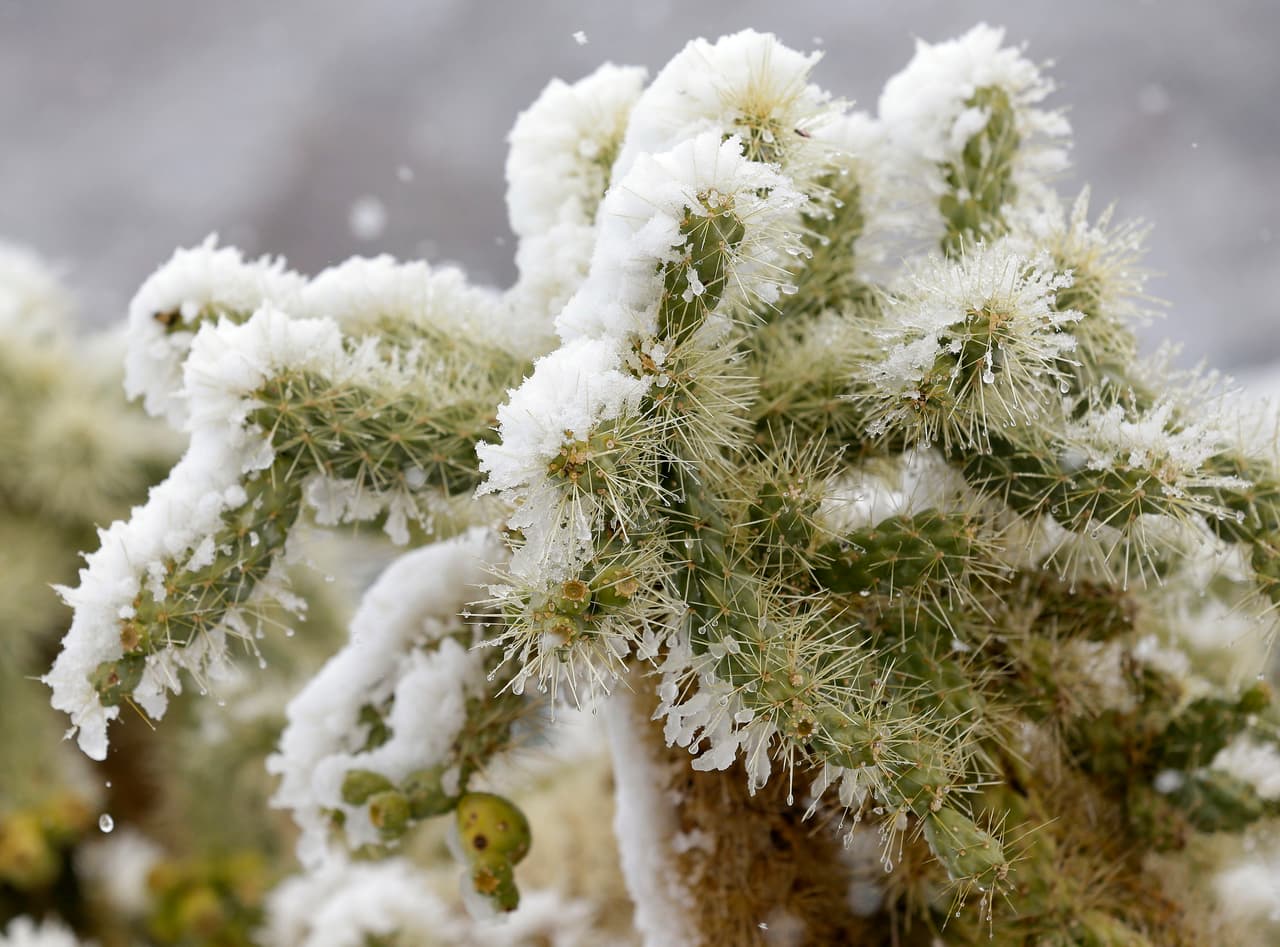 La vegetación cubierta de nieve en Marana, al noroeste de Tucson, a finales de diciembre de 2018. El clima invernal también afecta al sur de California, en donde se prevén lluvias, vientos y bajas temperaturas.