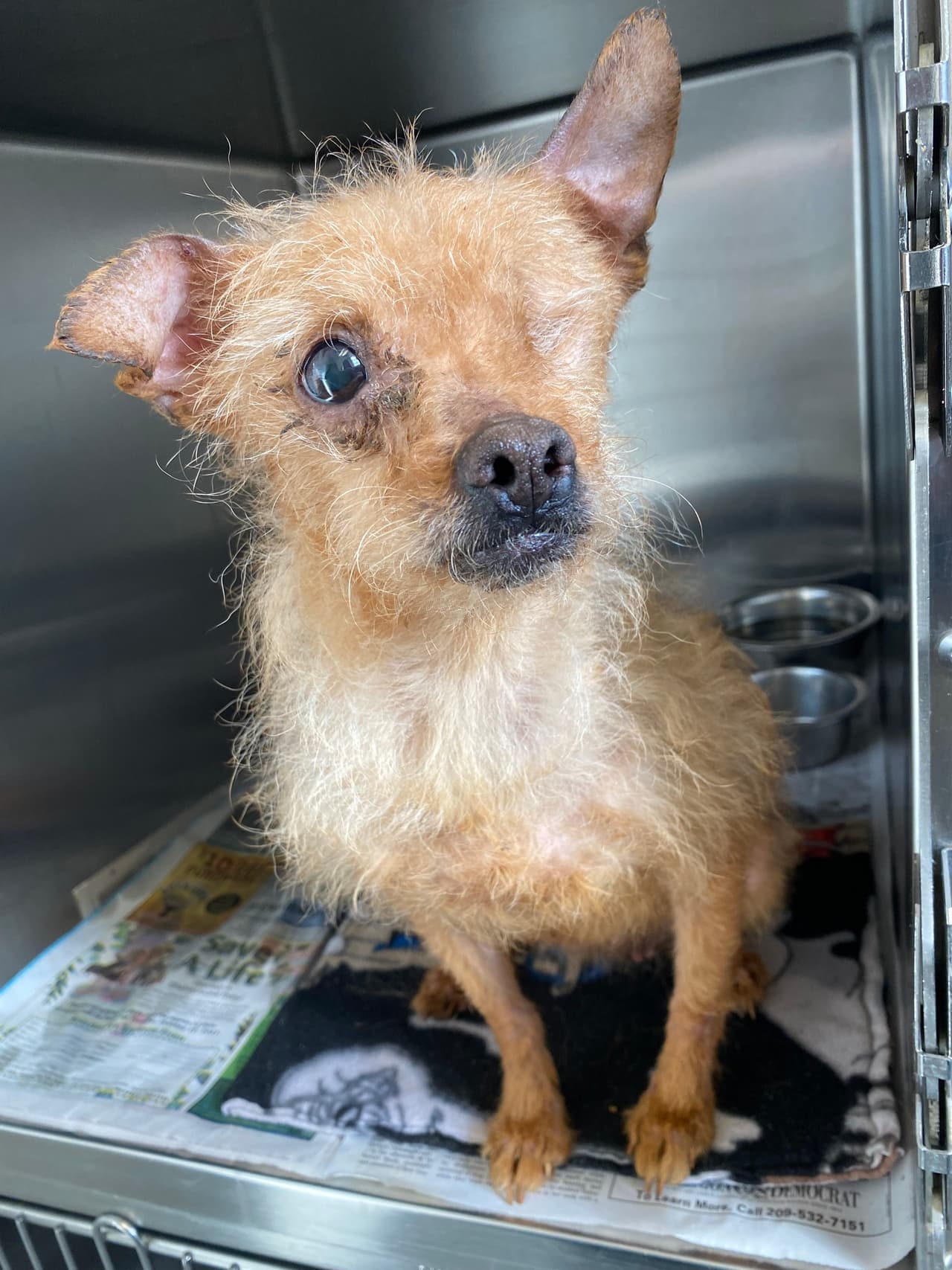 Las autoridades determinaron que la casa era inhabitable y los investigadores esperan que se emita una orden de arresto por crueldad animal.