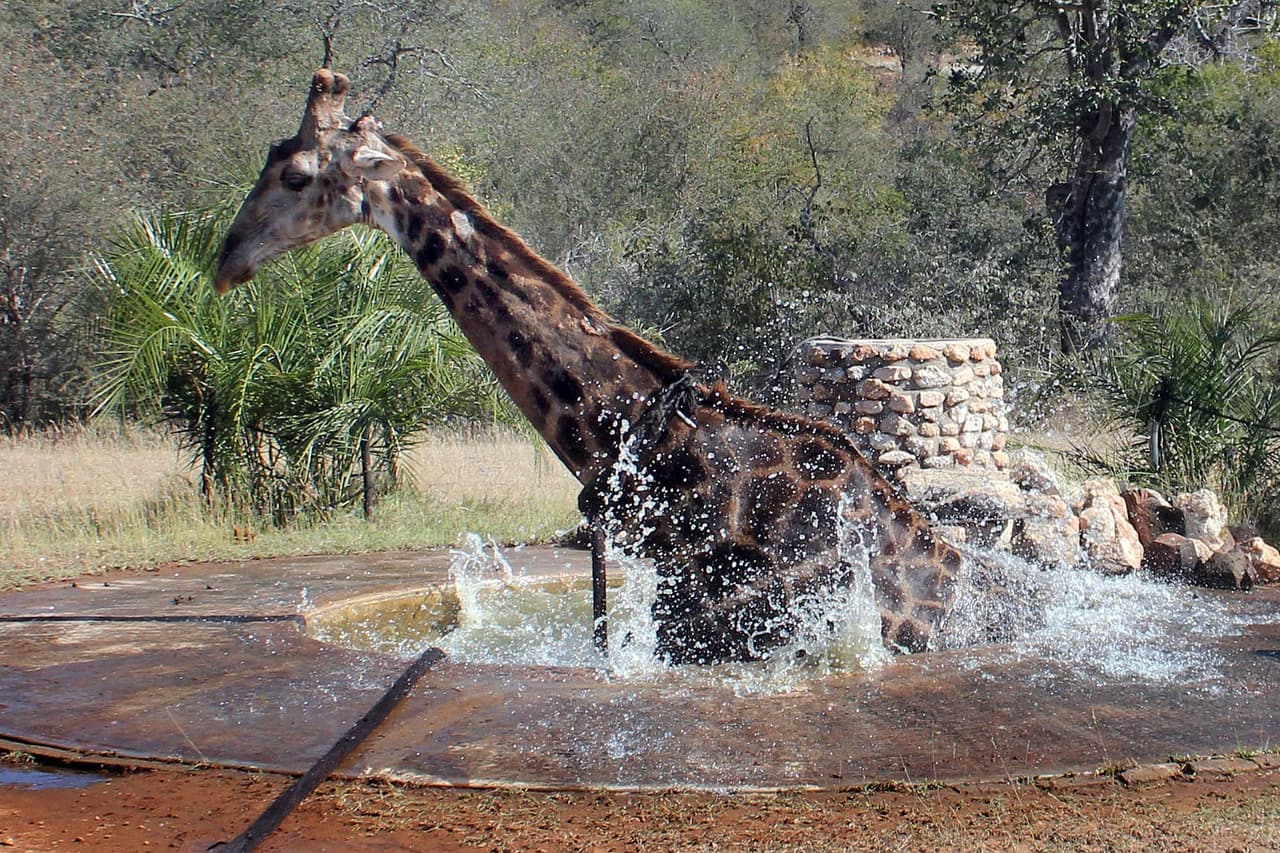 El 
<a href="https://zoo.sandiegozoo.org/live-cams" target="_blank">San Diego Zoo</a> tiene transmisiones de videos pregrabados y en vivo que muestran koalas, jirafas, elefantes, tigres y otras criaturas que ofrecen infinitas horas de entretenimiento. A traves de su cuenta de Twitter le enviaron este mensaje a sus seguidores: "Te tenemos cubiertos en estos tiempos locos. Si estamos cerrados al público, pero pueden ver a los animales para reducir el estrés a través de nuestras cámaras en vivo. Observe pingüinos, koalas, jirafas, elefantes y más.