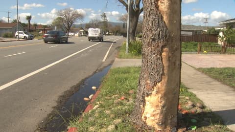 Hombre muere tras estrellarse contra un árbol en el sur de la Bahía