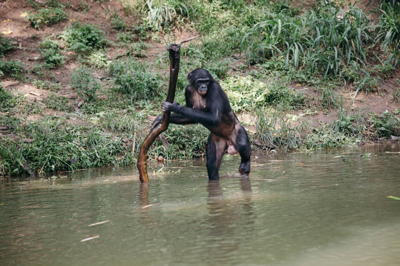 El uso de herramientas es una conducta asombrosa de los los bonobos. Por ejemplo, ellos usan una rama o palo para identificar la profundidad del agua antes de aventurarse a entrar a riachuelo.