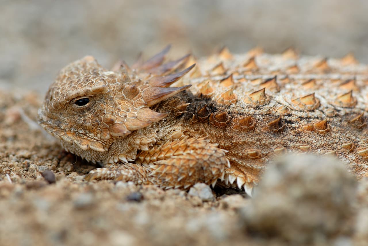 Aunque parece una versión menos vistosa del dragón anteriormente presentado, el
<b>lagarto cornudo</b> (diversos especímenes del género
<i>Phrynosoma</i>), además de también tener escamas modificadas en forma de cuerno y habitar los desiertos (pero este en los de Norteamérica), tiene un par de características especiales propias que merecen mención. Por un lado, son también llamados llora-sangres, ya que tienen un mecanismo de defensa por el que lanzan un chorro de sangre desde su ojo para ahuyentar a un posible depredador si éste intenta llevárselo a la boca. Esta sangre además de desconcertar al atacante, tiene un sabor desagradable que les desalienta también. Por otro lado, otra adaptación para sobrevivir es que acostumbran inflar su cuerpo para parecer más grandes y pinchudos y si esto no funciona, así mismo se aplanan aún más pegados al suelo para dificultar que siquiera lo puedan recoger.