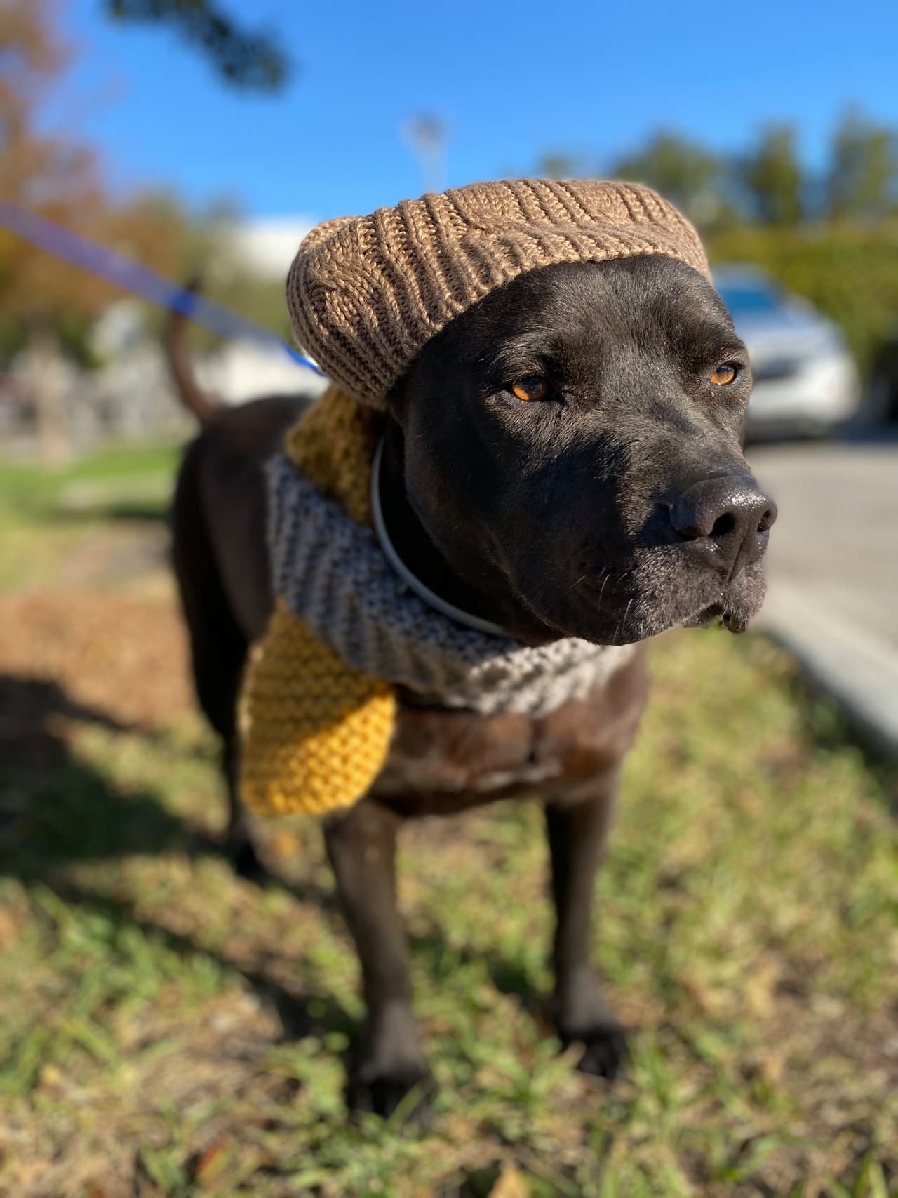 Univision 23 Miami, vigilantes del tiempo. ¡Cuida a tu mascota!