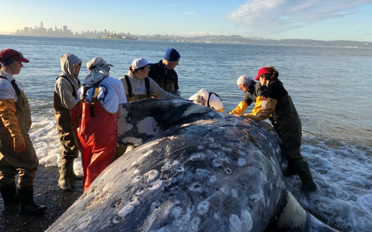 Chris Biertuempfel, un científico de la organización Oceanic Society, formó parte del contigente que viajó a las costas mexicanas para investigar más a profundidad la muerte de ballenas en California. "Cuando llegamos allá nos dimos cuenta que (las ballenas) no estaban llegando a tiempo a esas aguas", dijo en una entrevista con
<a href="https://abc7news.com/science/why-gray-whales-may-be-starving-along-the-california-coast/5256767/" target="_blank">medios locales.</a>