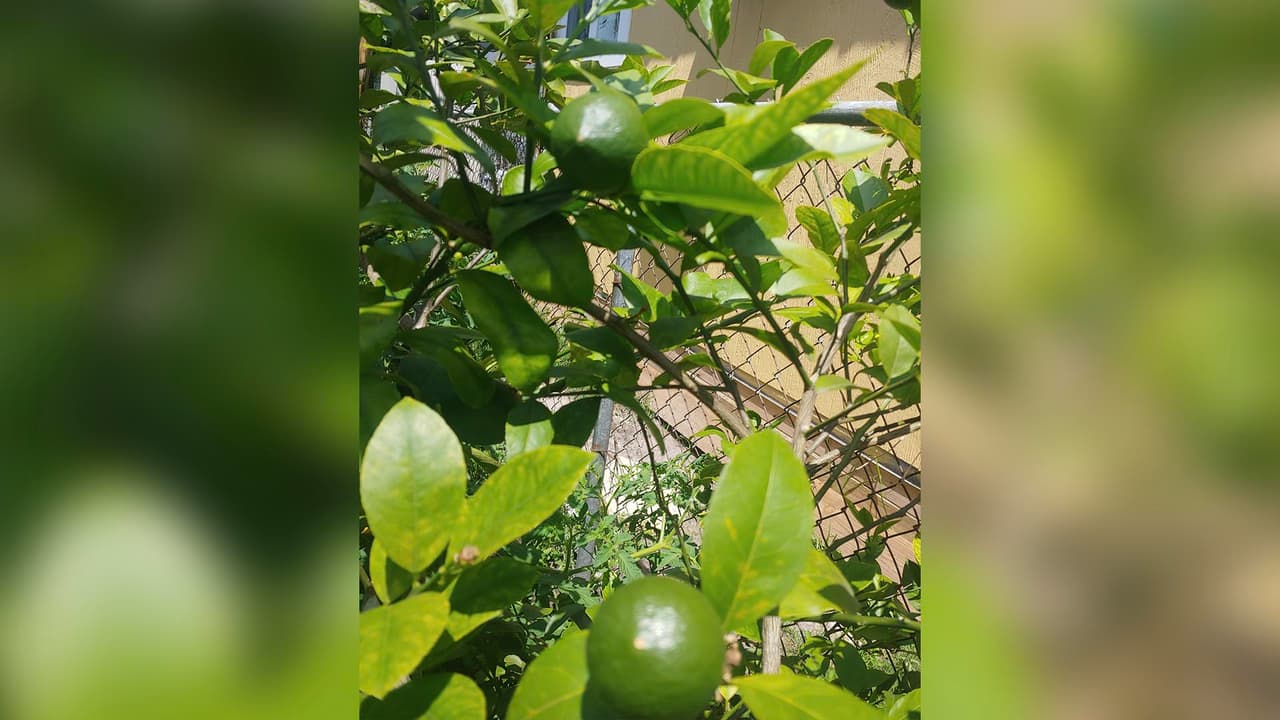 Tomates, pepinos y limones son algunos de los frutos que Estefania está cosechando en su huerto.