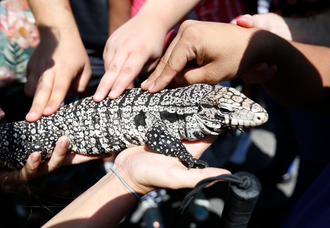 El tegu come huevos de gallina, frutas, verduras, plantas, alimentos para mascotas, carroña y pequeños animales vivos, desde saltamontes hasta tortugas terrestres jóvenes.
