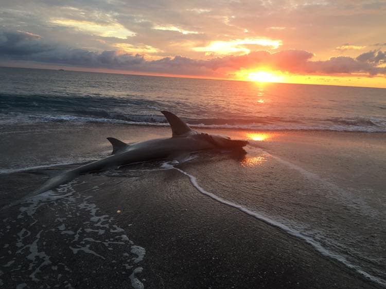 Encuentran a tiburón muerto en playa del sur de Florida