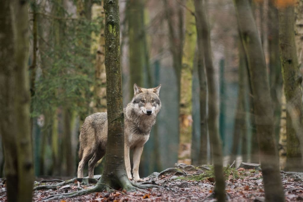 En Dinamarca, la gente está 'jugando' a ser lobos sueltos por la ciudad