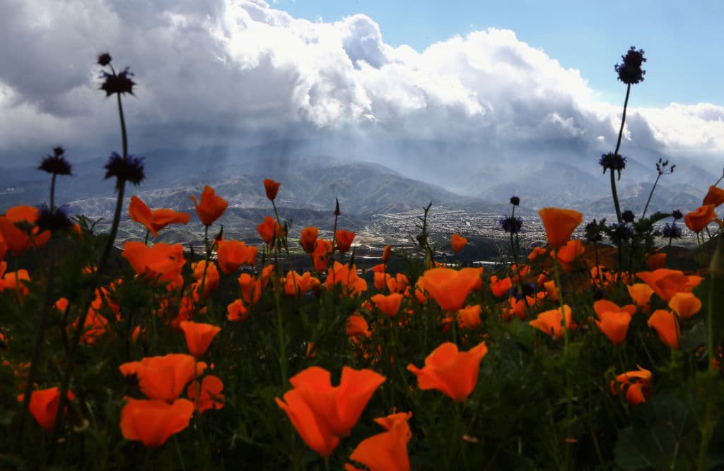 En muchas de las colinas aún hay cenizas de los recientes incendios en el estado. Ahora se mezclan con las flores.