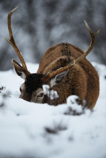 Un venado busca entre la nieve un poco de pasto para entrar en calor.