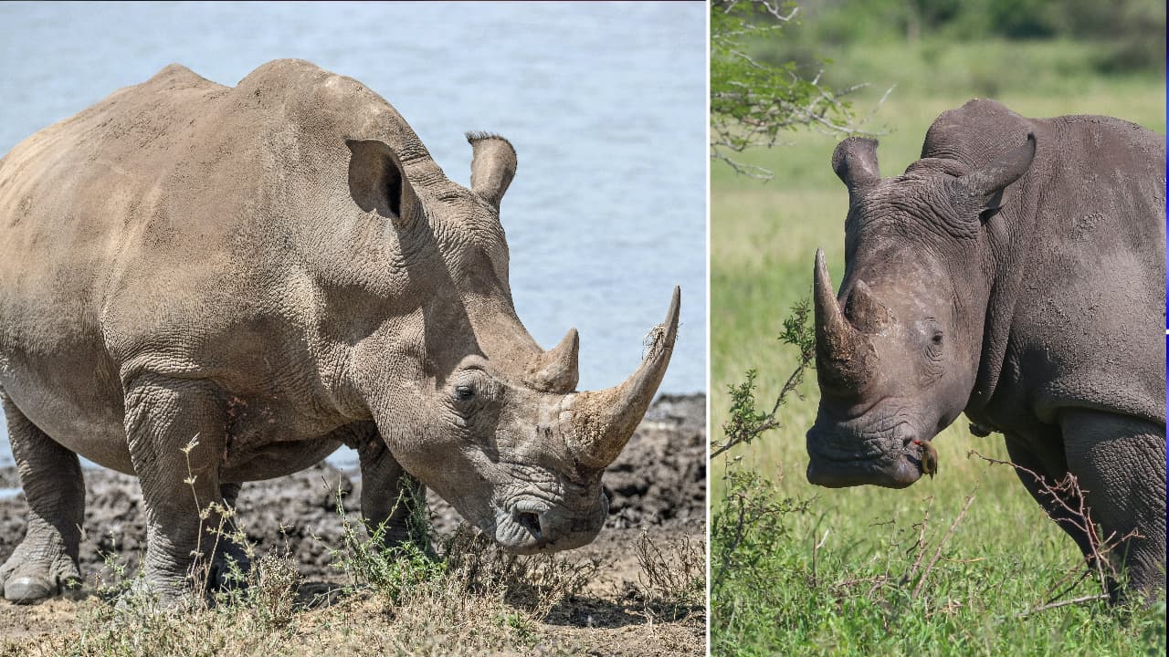En el mundo quedan menos de 16 mil rinocerontes blancos.