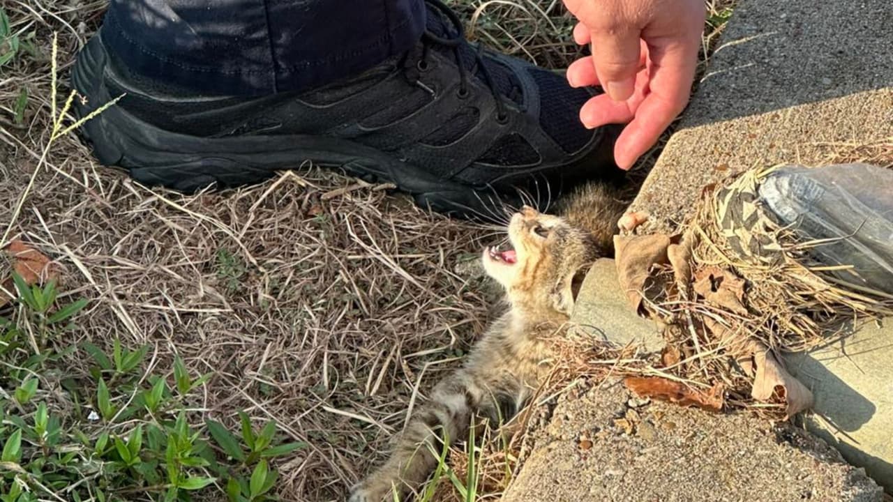 Para su sorpresa se trataba de
<b>una pequeña gatita que tenía un maullido muy débil.</b>