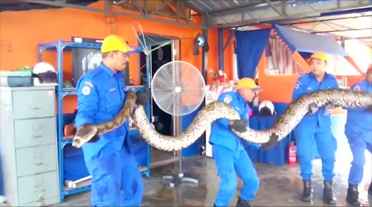 ¿Cuánto puede llegar a crecer la serpiente más larga del mundo?