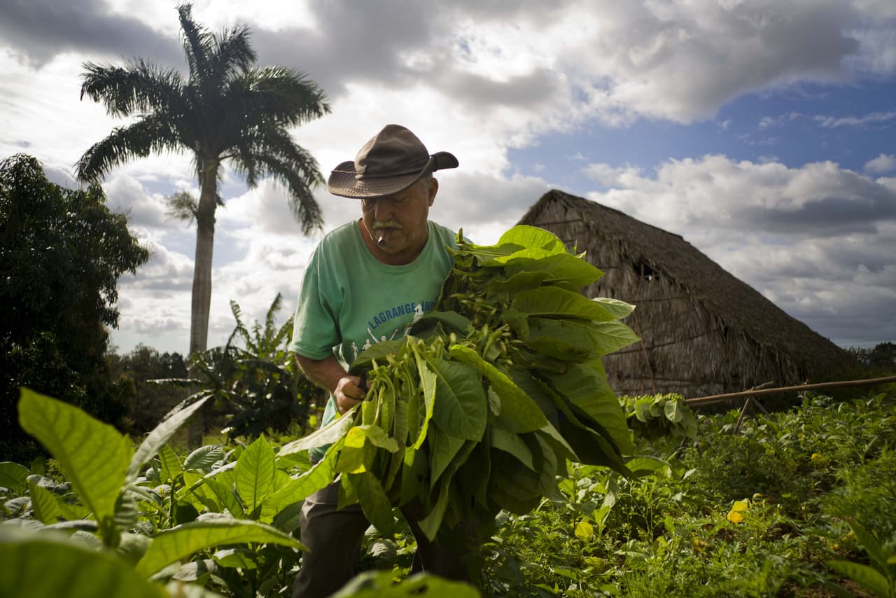 En esta imagen, tomada el 27 de febrero de 2016, Raúl Valdés Villasusa, de 76 años, fuma un cigarro mientras recolecta hojas de tabaco en su plantación de Viñales, en la provincia cubana de Pinar del Río.