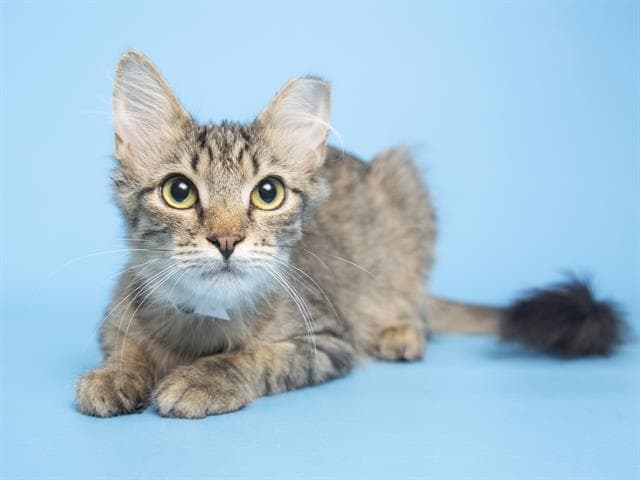 Fox es un chico juguetón de solo 8 meses.