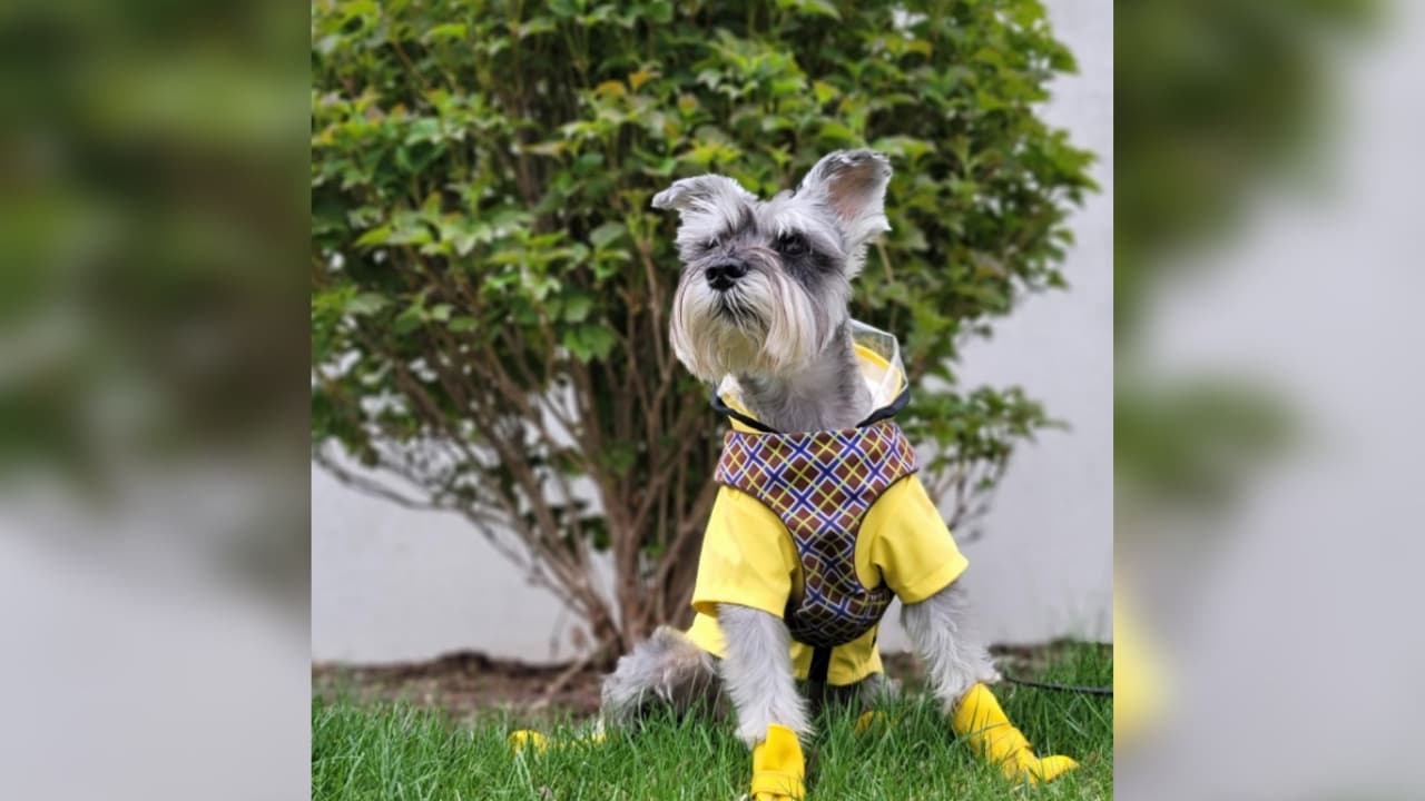 "El es Dobi, siempre esta listo para pasear y que mejor vestido en estos días lluviosos. Cabe mencionar que a el le encanta disfrutar de la naturaleza..", indicó Belem Lino, familiar de Dobi.