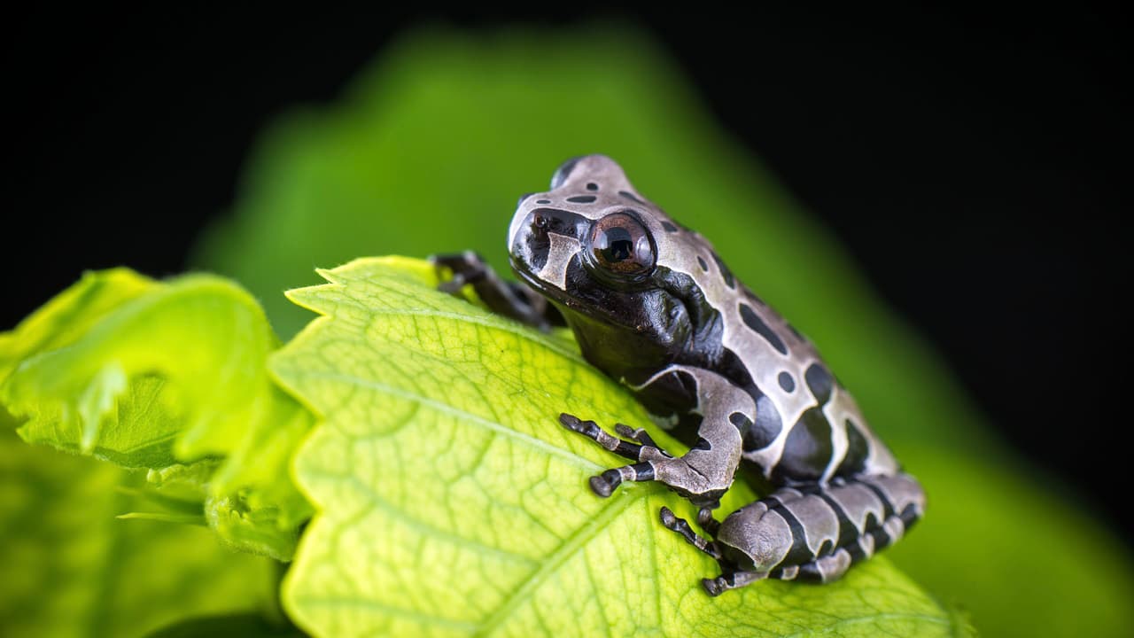 Todos los visitantes deben seguir con las medidas de seguridad e higiene para evitar el covid-19.