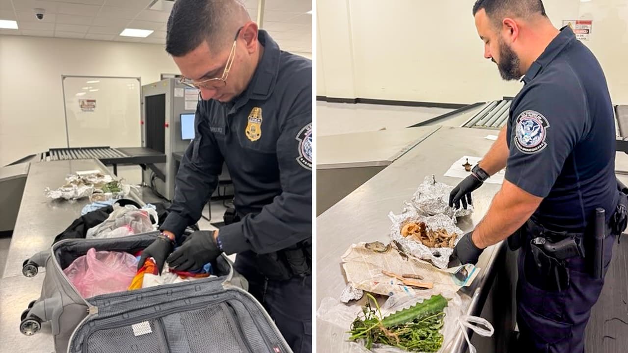 Puros, plantas ilícitas y huesos: El hallazgo en la maleta de un pasajero en el aeropuerto de Tampa