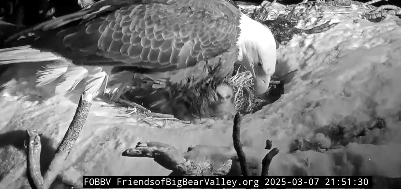 Mientras tanto, ambos padres se turnan para alimentarlos varias veces al día y mantenerlos cálidos, después de que se registrara un descenso de temperaturas en la zona.