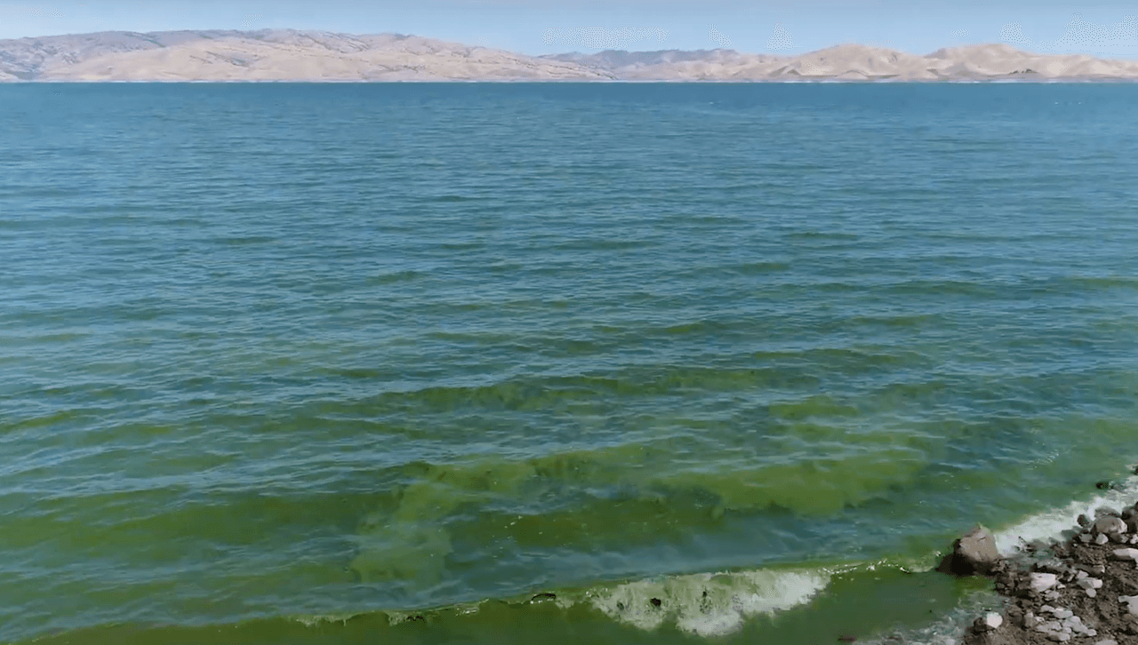 Puedes verificar la información actualizada sobre el resultado de todos los reportes publicados y su situación en la página del estado de California 
<a href="https://mywaterquality.ca.gov/habs/where/freshwater_events.html"><u>myqualitywater.</u></a>