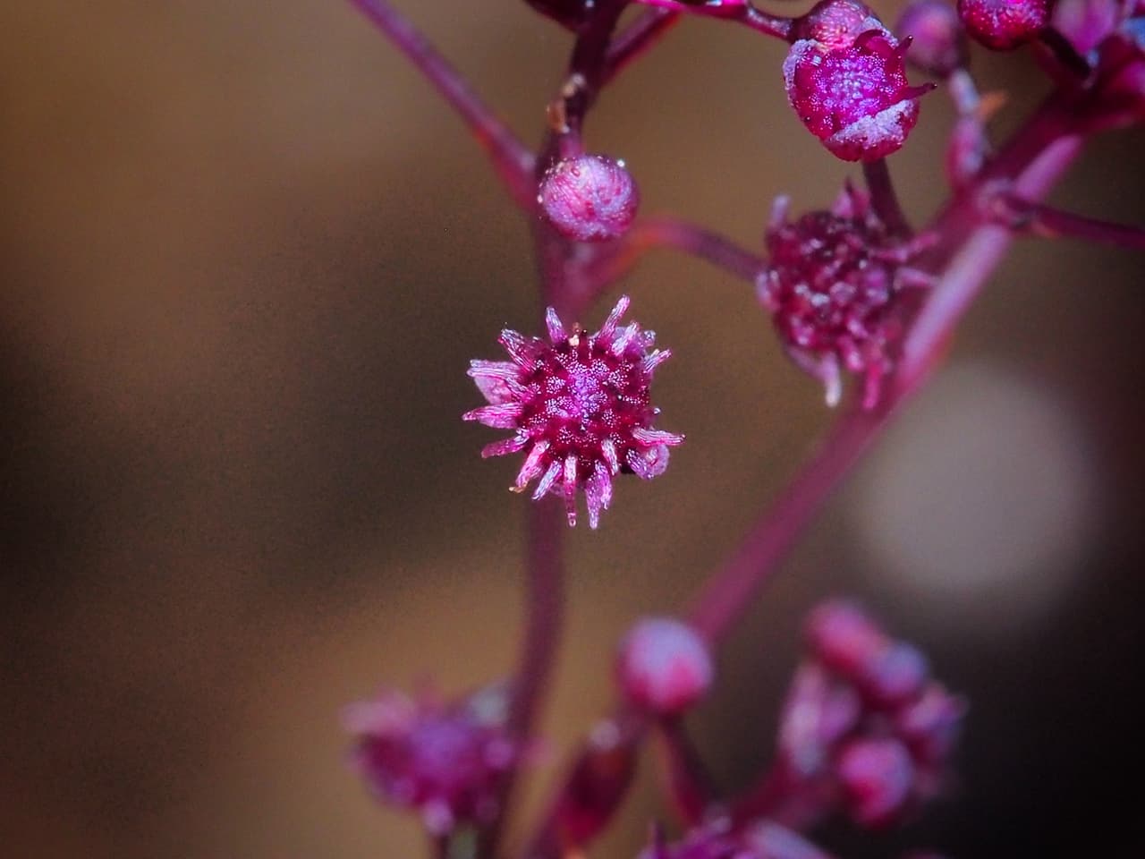 Sciaphila sugimotoi. La diminuta planta fue encontrada en la Isla Ishigaki, Japón. Vive en armonía simbiótica con un hongo del que se alimenta sin dañarlo.