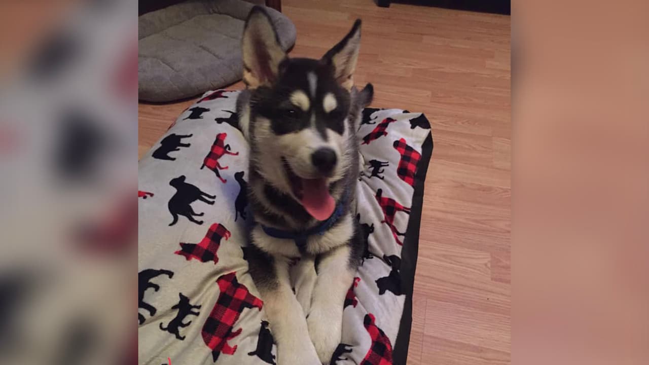 "Él es nuestro bebé de la casa su nombre es Lobo y desde que llegó a nuestro hogar nos cambió la vida lo amamos 🐶".